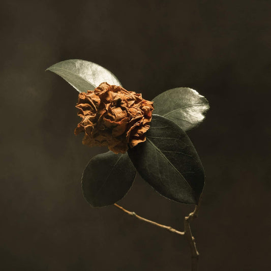 St Paul & The Broken Bones/Young Sick Camellia [LP]