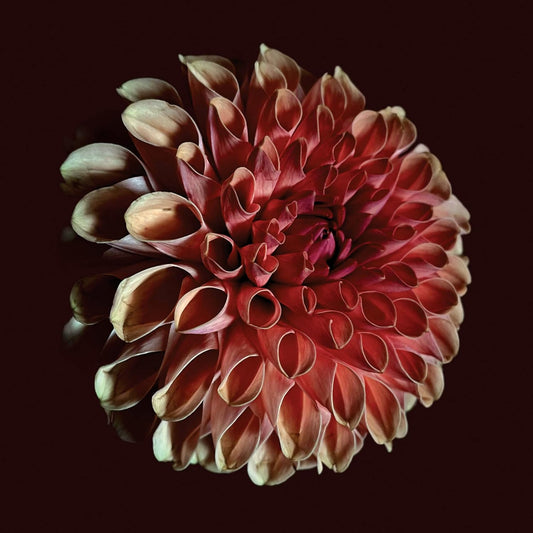 Moss, Jessica/Unfolding [LP]