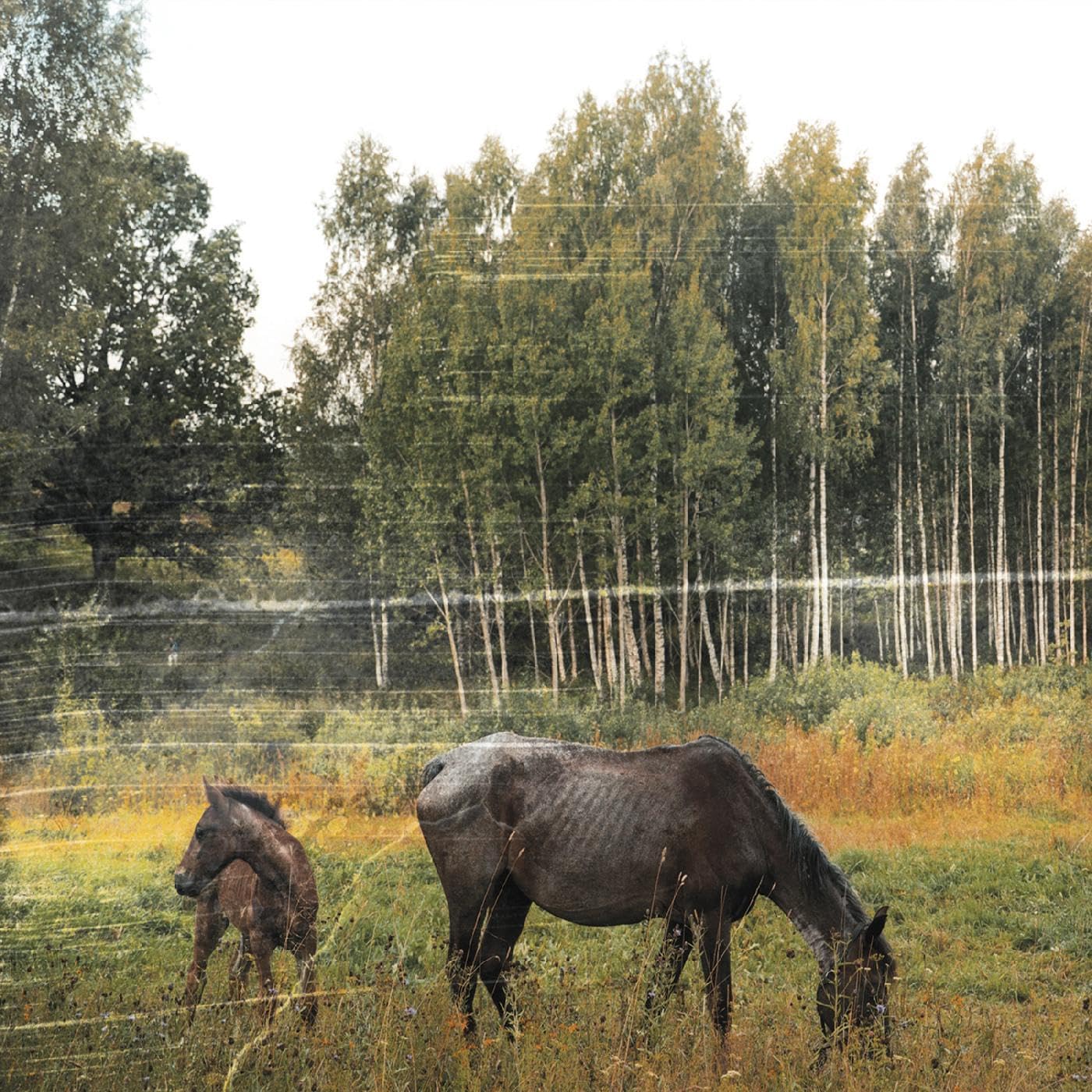 Pianos Become The Teeth/Old Pride (Forest Green Vinyl) [LP]