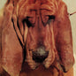 Segall, Ty/Goodbye Bread [LP]