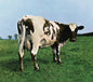 Pink Floyd/Atom Mother Heart [CD]
