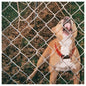 Knocked Loose/Pop Culture (Lavender Eco-Mix) [LP]
